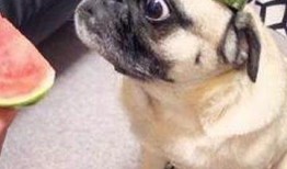 娱乐吃瓜酱宝宝是谁啊,网络红人的崛起之路